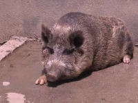 Doi porci vietnamezi de la Zoo Craiova au murit de pesta porcină africană. Cum a ajuns boala acolo