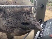 Un rinocer de la o grădină zoologică din SUA cântă la orgă. Cum este posibil