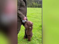 Un pui de urs salvat în Suceava, filmat în timp ce bea lapte din biberon