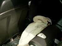 Un bucureştean a salvat o lebădă rănită de pe autostradă. De ce nu au vrut mulţi veterinari să o trateze