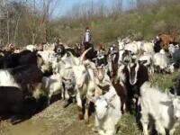 Produsele din lapte de capră, tot mai preferate de români. Soluția găsită de doi producători