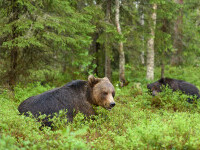 Urșii au ajuns până în fața primăriei din Băile Tușnad. Opt animale au fost alungate de jandarmi