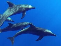 Delfinii din Marea Neagră, decimați de poluare. Experții avertizează că numărul lor a scăzut dramatic
