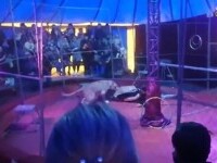 VIDEO. Un artist de circ a fost atacat de un leu în timpul unui spectacol la care asistau mulți copii