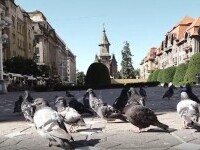 Hrănirea porumbeilor, interzisă în Timișoara. Cu ce sumă vor fi amendați cei care încalcă regula