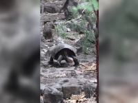 O țestoasă uriașă, descoperită în Galapagos. Se credea că specia a dispărut acum 100 de ani