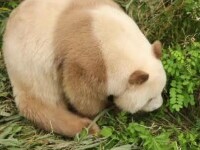 Apariție rară într-o pădure din China. Un urs panda maro, surprins de o cameră cu raze infraroșii