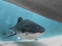 Momentul în care un rechin înghite o cameră de filmat. Ce se vede în imagini. VIDEO