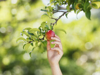 Doctor de bine | De ce este bine să consumăm fructe direct din pom