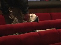 SUA: 12 câini au ajuns la Opera din Denver. Animalele sunt învăţate să fie ghizi pentru nevăzători