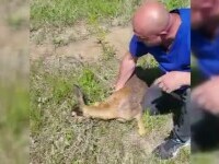 O căprioară atacată de câini s-a adăpostit în curtea unor localnici din Galați. Oamenii au eliberat-o în sălbăticie