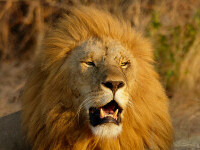 Panică pe o stradă aglomerată, după ce un bărbat, arestat ulterior, s-a plimbat cu un leu african