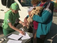 Campanie de sterilizare gratuită a câinilor și pisicilor la nivelul județului Gorj