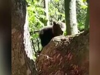 Un pui de urs s-a urcat într-un copac de frica unor câini. A fost salvat de jandarmi