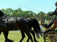 Concurs pentru cei mai valoroși cai din România, la Beclean. Se întrec doar cei din rasa Lipițan
