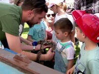 Festivalul animalelor a încântat copiii din Iași. ”Este un șarpe foarte blând și nu atacă aproape deloc”