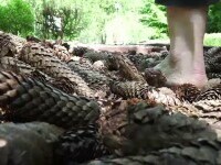 Turiștii din Sovata se pot plimba desculți pe conuri de brad. Ce spun oamenii despre inedita terapie