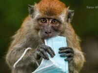 Autoritățile sanitare, alertate de postarea unui medic care a anunțat un posibil caz de variola maimuței în Rădăuți