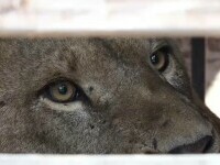 O familie de lei din Ucraina a ajuns la Grădina Zoologică din Târgu Mureș