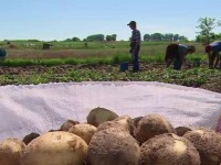 Deși România ar putea hrăni 80 de mil. de oameni, agricultura rămâne un domeniu înapoiat, la mila cerului