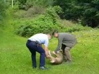 Intervenție dificilă în curtea unui localnic. Doi polițiști din Buzău au ajutat la nașterea unui pui de căprioară