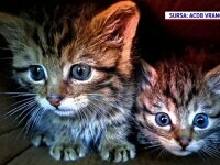 Pățania a doi bucureșteni care au vrut să salveze doi pisoi. Ce animale erau de fapt