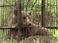 Ursoaică capturată pe străzile din Corunca, într-o cușcă. Are GPS și a fost relocată într-o rezervație