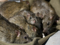 Super-șobolanii de un metru și jumătate au devenit imuni la otrăvuri. Țara din Europa asaltată de rozătoare