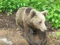 urși românia