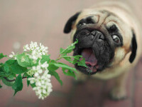 Planta periculoasă pentru câini. Mai multe animale ar fi murit din cauza ei