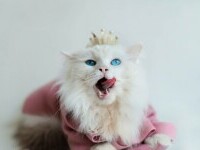 Pisica regina