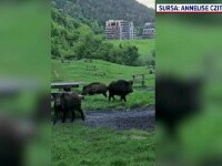 Mistreții terorizează un cartier din Brașov. Au năvălit în parcuri și pe străzi. Ce legătură au cu urșii