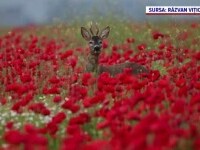 Câmpurile s-au umplut de maci, aproape de Timișoara. Cât încasează fotografii pentru o ședință foto