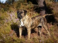 caine presa canario