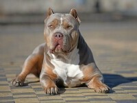 American Bully XL Bully