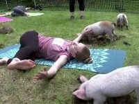 Yoga cu purceluși, noua tendința de wellness în SUA. Participă și un reprezentant al unei asociații de protecție a animalelor