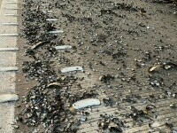 resturi metalice Australia