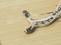 Un șarpe cu două capete este atracția unui magazin din California. Anomalia apare o dată la 100.000 de nașteri