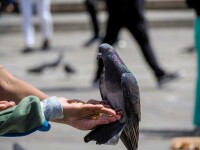 Orașul din România unde primești amendă dacă hrănești porumbeii. Cât plătești dacă le arunci semințe sau resturi de mâncare