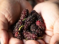 Dude - beneficii, contraindicații și informații nutriționale. Recomandări și moduri de consum