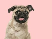 mops pug