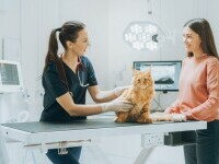 cabinet veterinar