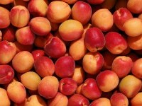 Nectarine - fructul de vară bogat în vitamine. Beneficii, valori nutriționale și moduri de consum