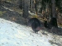 Animalul spectaculos din munții României. Două exemplare au fost filmate. VIDEO