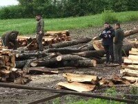 Percheziții la mafia lemnului în Mureș. 15 persoane audiate și patru reținute după descinderi masive