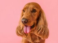Cocker Spaniel