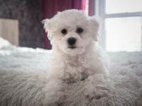 bichon bolognese