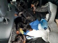 Șapte pui de teckel, descoperiți în mașina unui contrabandist român, în Germania. Poliția a confiscat animalele