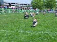 cursa corgi