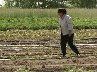 Ger de iarnă la mijloc de mai. Val de frig care a lovit România distruge culturile care au început să răsară